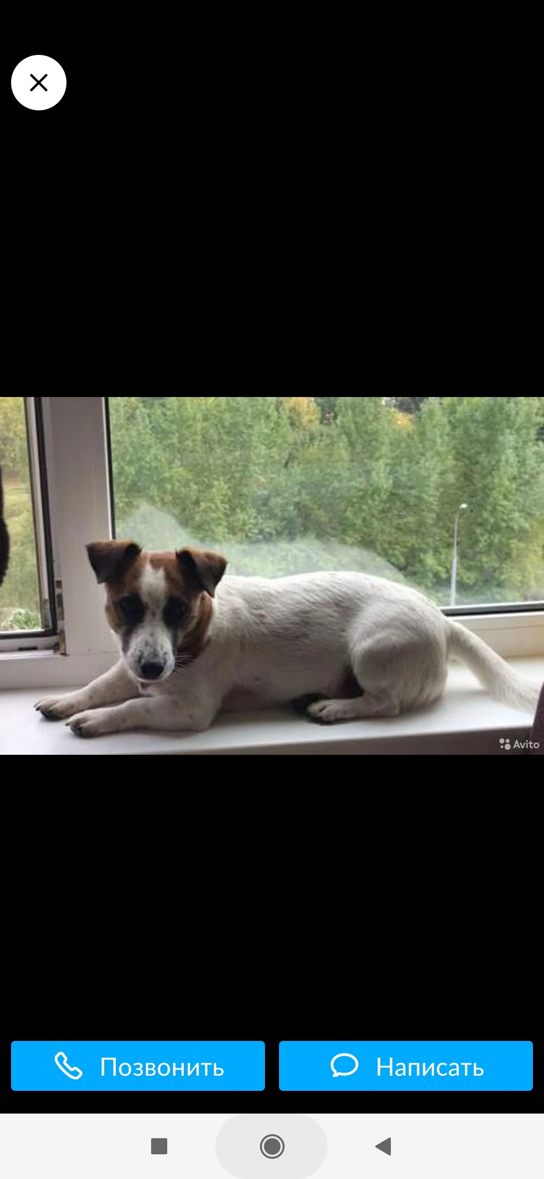 Lost Jack Russell, Moscow (Found) - My, Lost, Moscow, Gratifying, Longpost, Dog, The dog is missing, Jack Russell Terrier, No rating