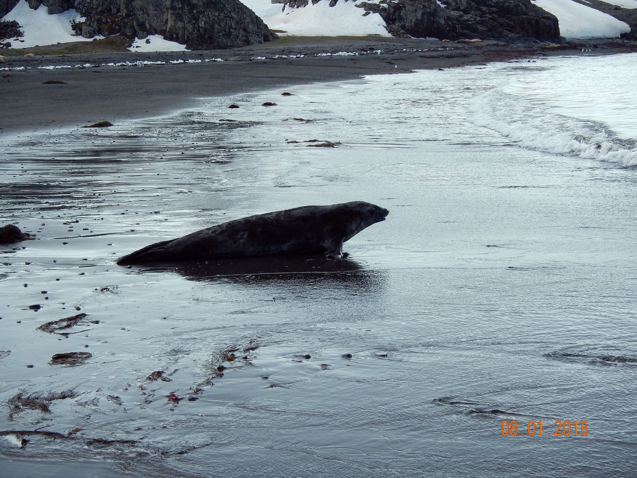 Continuation of the post “Argentina and Antarctica” - My, Argentina, National park, Travels, Antarctica, Tierra del Fuego, Reply to post, Longpost, Wild animals