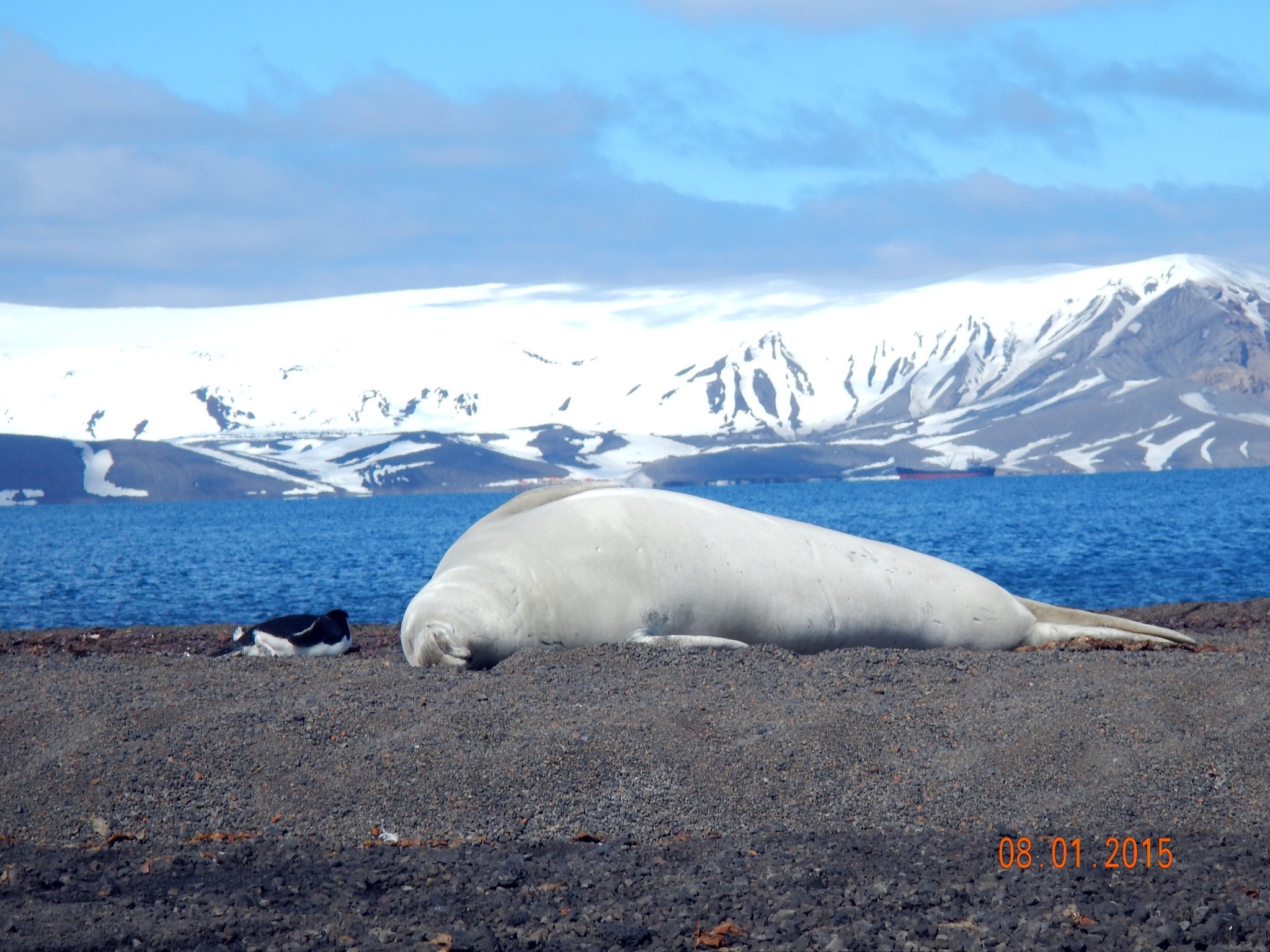 Continuation of the post “Argentina and Antarctica” - My, Argentina, National park, Travels, Antarctica, Tierra del Fuego, Reply to post, Longpost, Wild animals