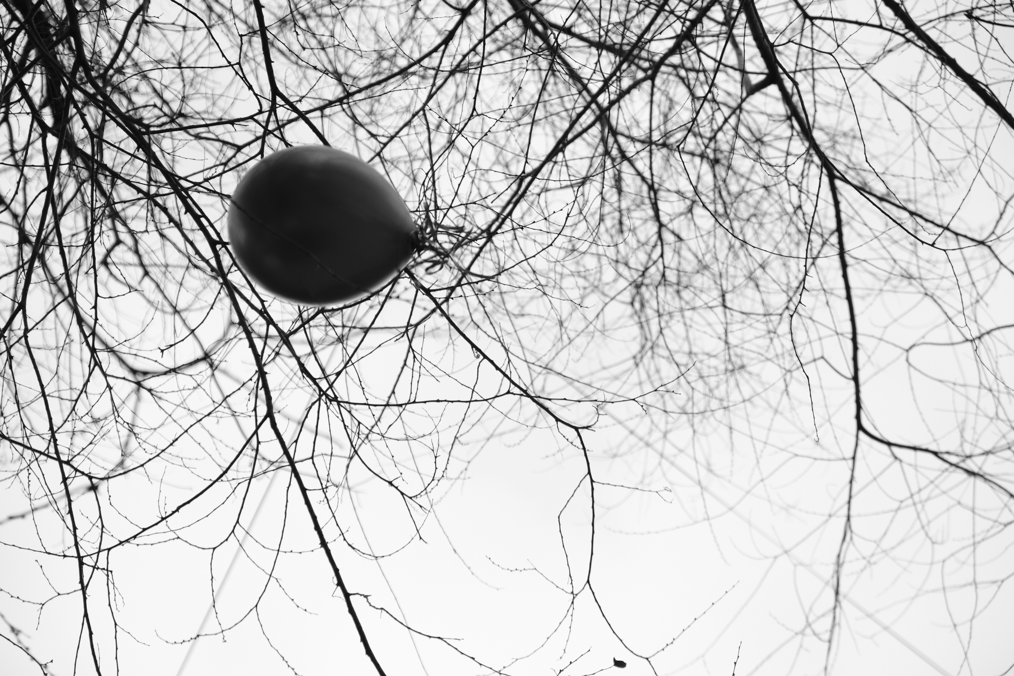 Confused - My, Air balloons, Tree, Branch, Black and white photo, Fujifilm