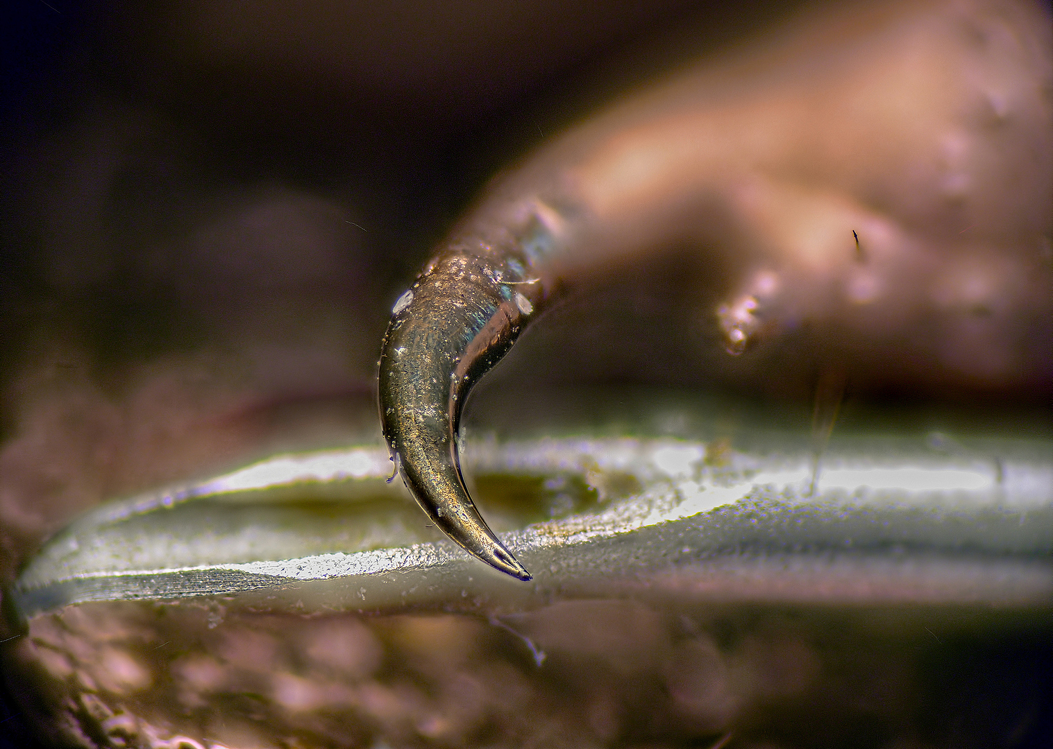 Examining the tail and sting of a scorpion under a microscope - My, Microfilming, Scorpion, Sting, Needle, Syringe, Ultraviolet, Electron microscope, Longpost