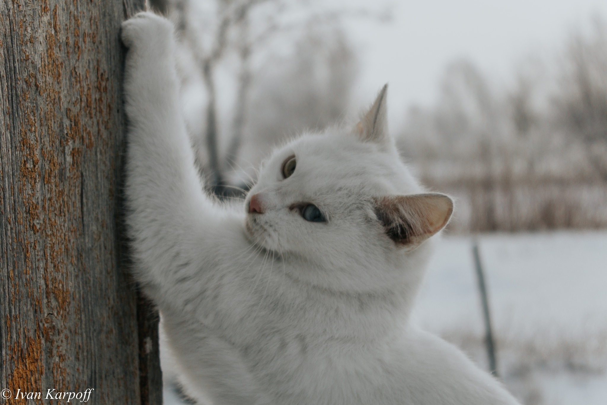 Winter in the village - My, The photo, Nature, Village, Winter, Snow, Animals, Longpost, cat