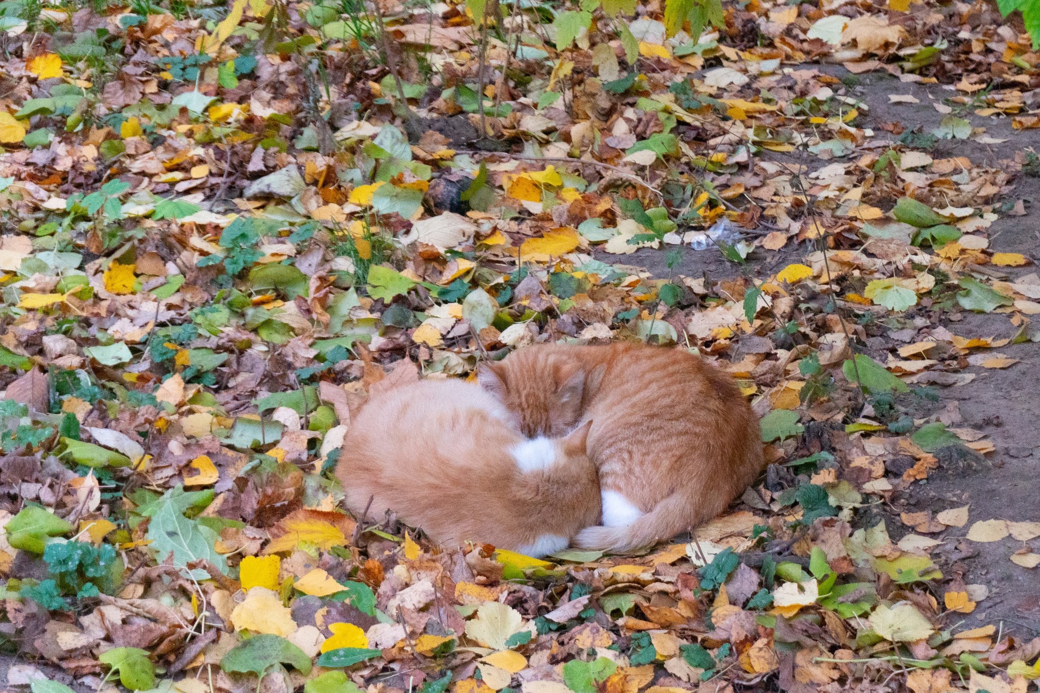 Немного котиков - Моё, Кот, Животные, Длиннопост