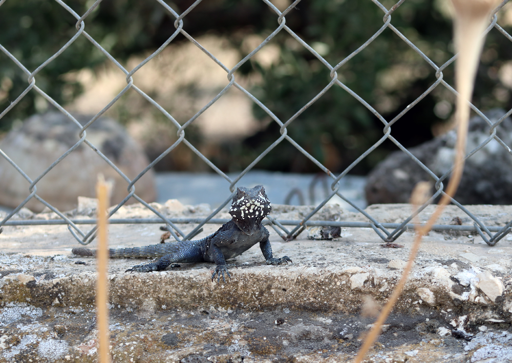 Capernaum. The Way of Jesus - My, The photo, Travels, Holy places, Israel, Longpost