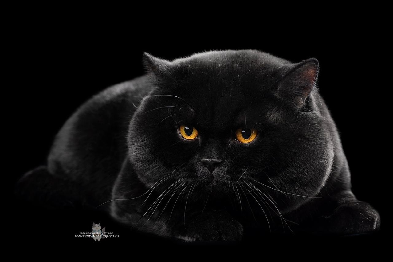 Expressive eyes of darkness - Black cat, Eyes, Milota, Longpost, cat