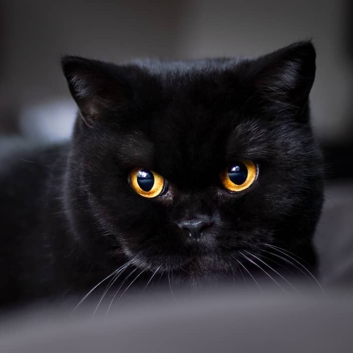 Expressive eyes of darkness - Black cat, Eyes, Milota, Longpost, cat