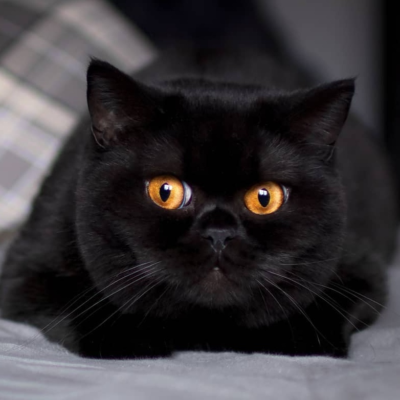 Expressive eyes of darkness - Black cat, Eyes, Milota, Longpost, cat