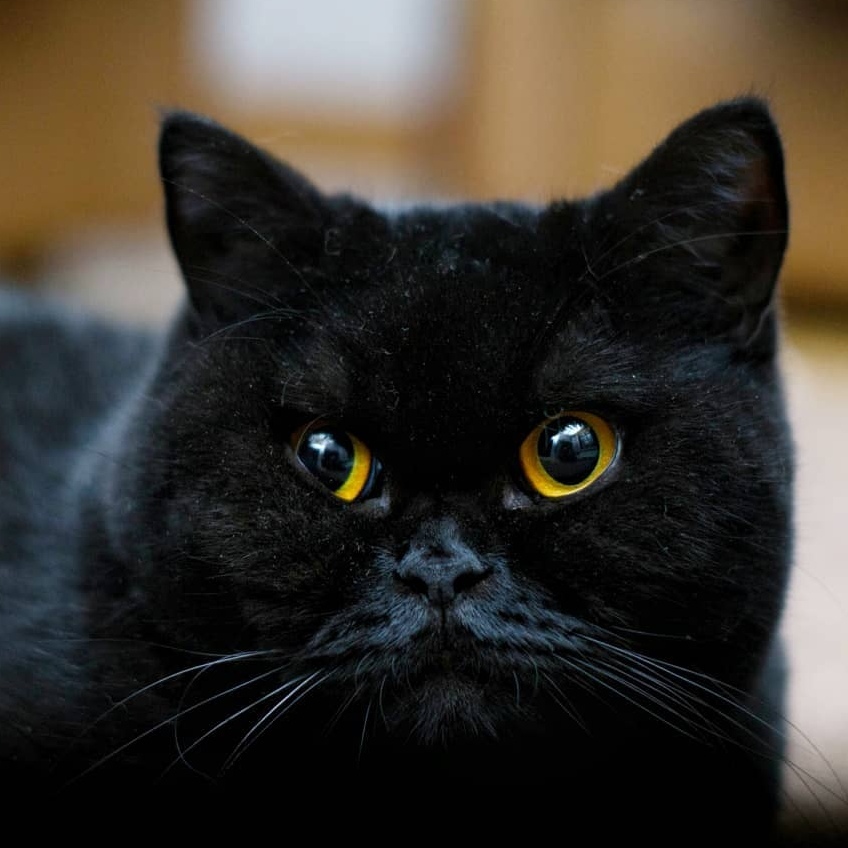 Expressive eyes of darkness - Black cat, Eyes, Milota, Longpost, cat