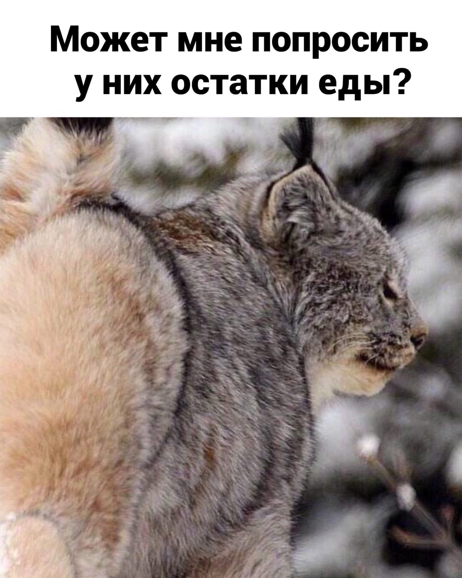 Cat meme - Lynx, Cat family, Memes, Evolution, Longpost, cat, Domestication