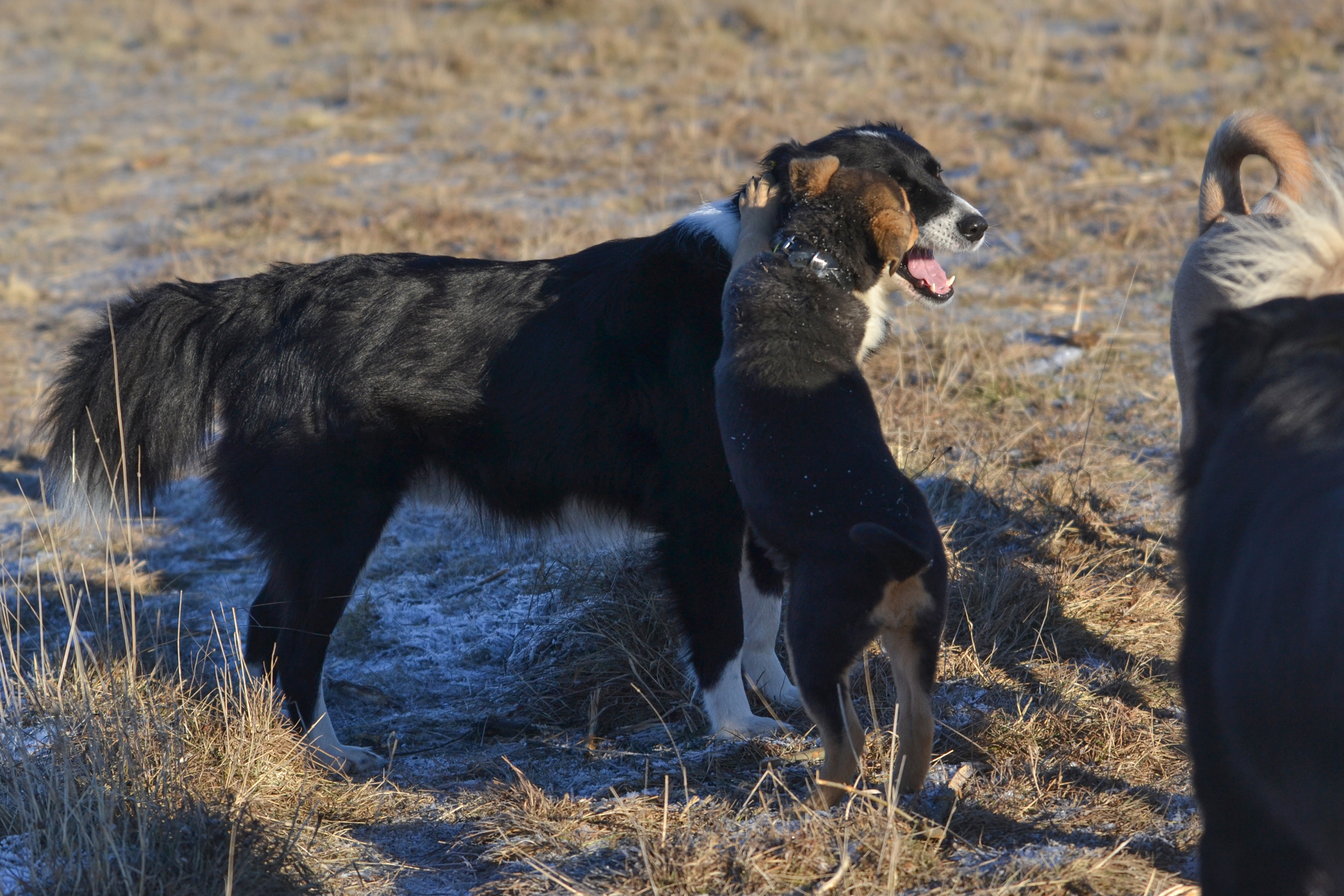 And again Marusya. Stories about dogs from foster care - My, Dog, Longpost, Puppies, freezing, Walk