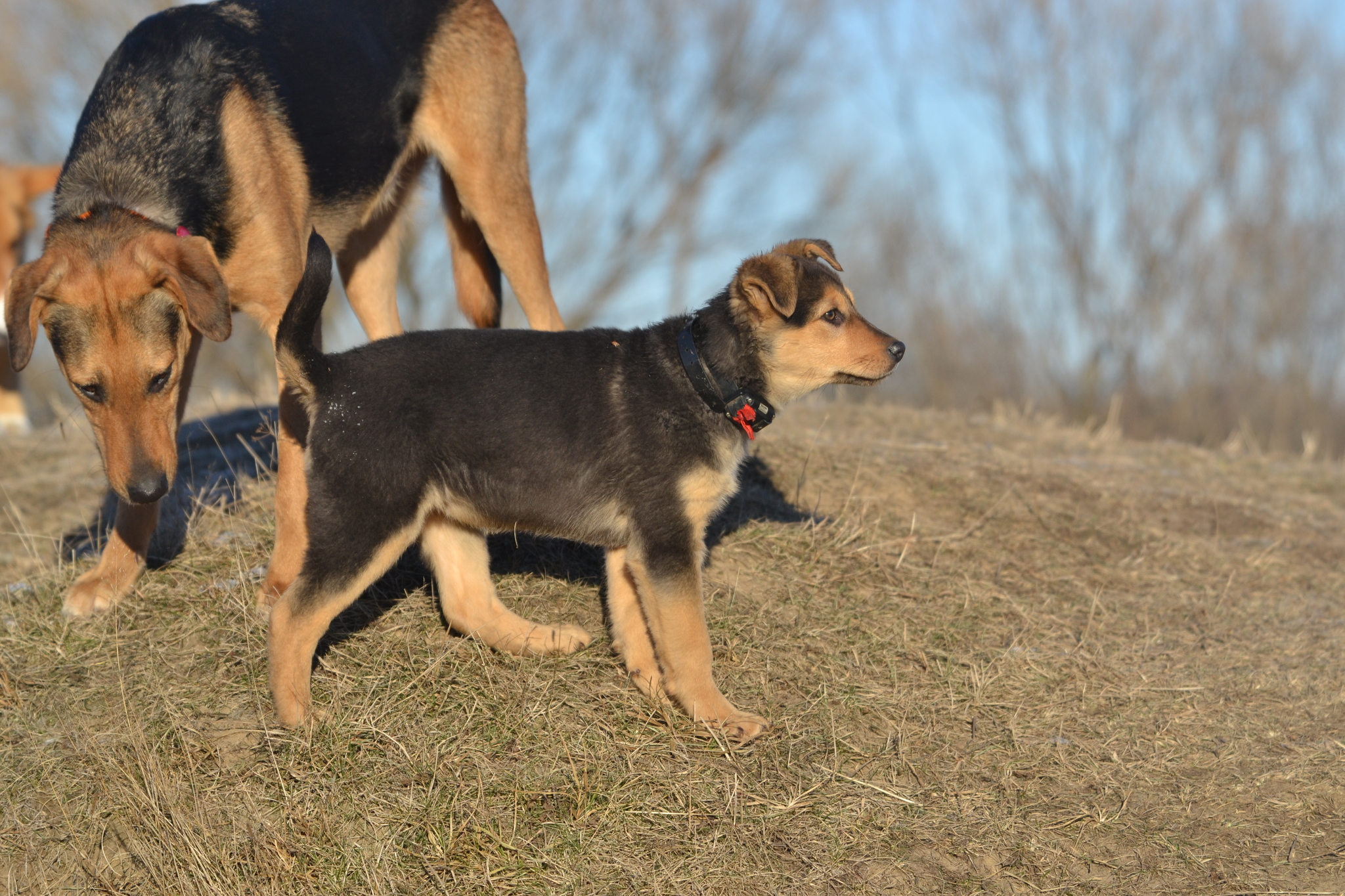 And again Marusya. Stories about dogs from foster care - My, Dog, Longpost, Puppies, freezing, Walk