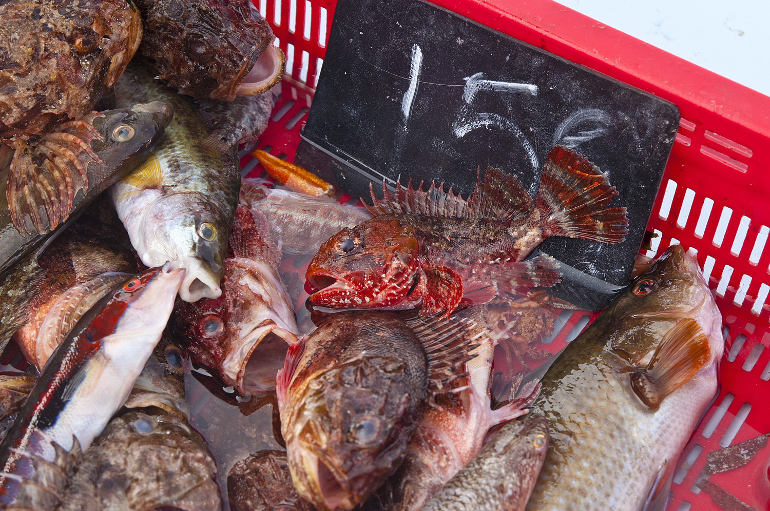 Marseille, France (part two) - My, France, Marseilles, City hall, A fish, Longpost, Market