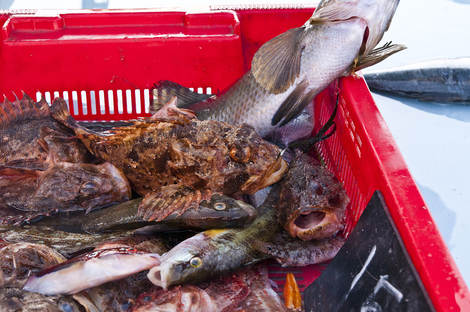 Marseille, France (part two) - My, France, Marseilles, City hall, A fish, Longpost, Market