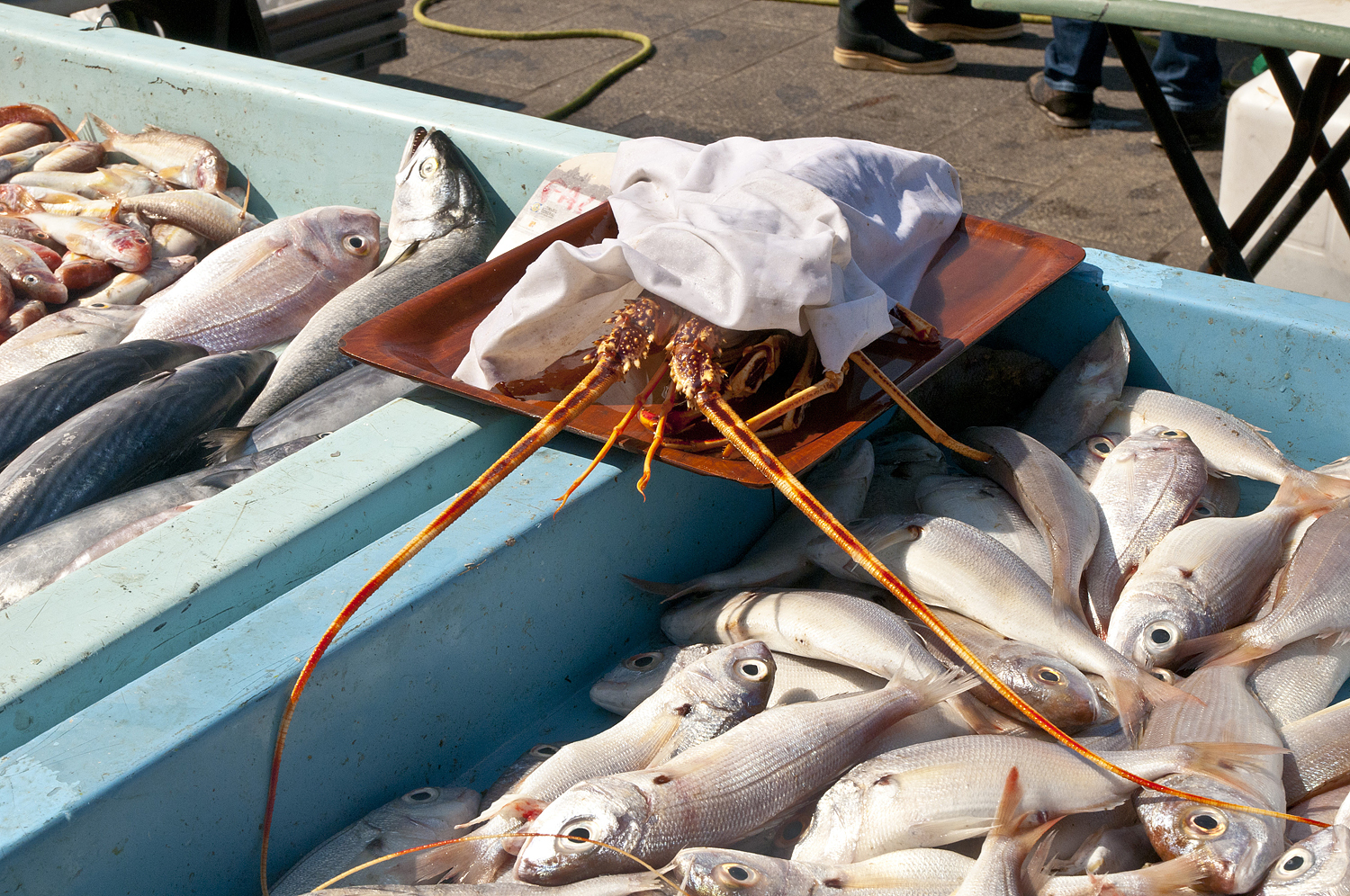 Marseille, France (part two) - My, France, Marseilles, City hall, A fish, Longpost, Market