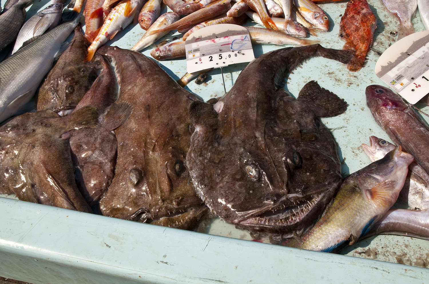 Marseille, France (part two) - My, France, Marseilles, City hall, A fish, Longpost, Market