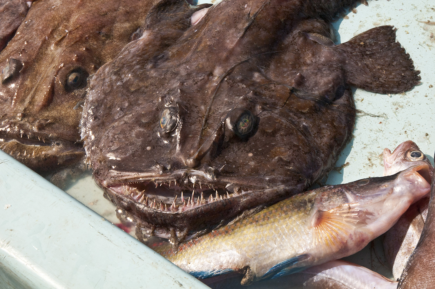 Marseille, France (part two) - My, France, Marseilles, City hall, A fish, Longpost, Market