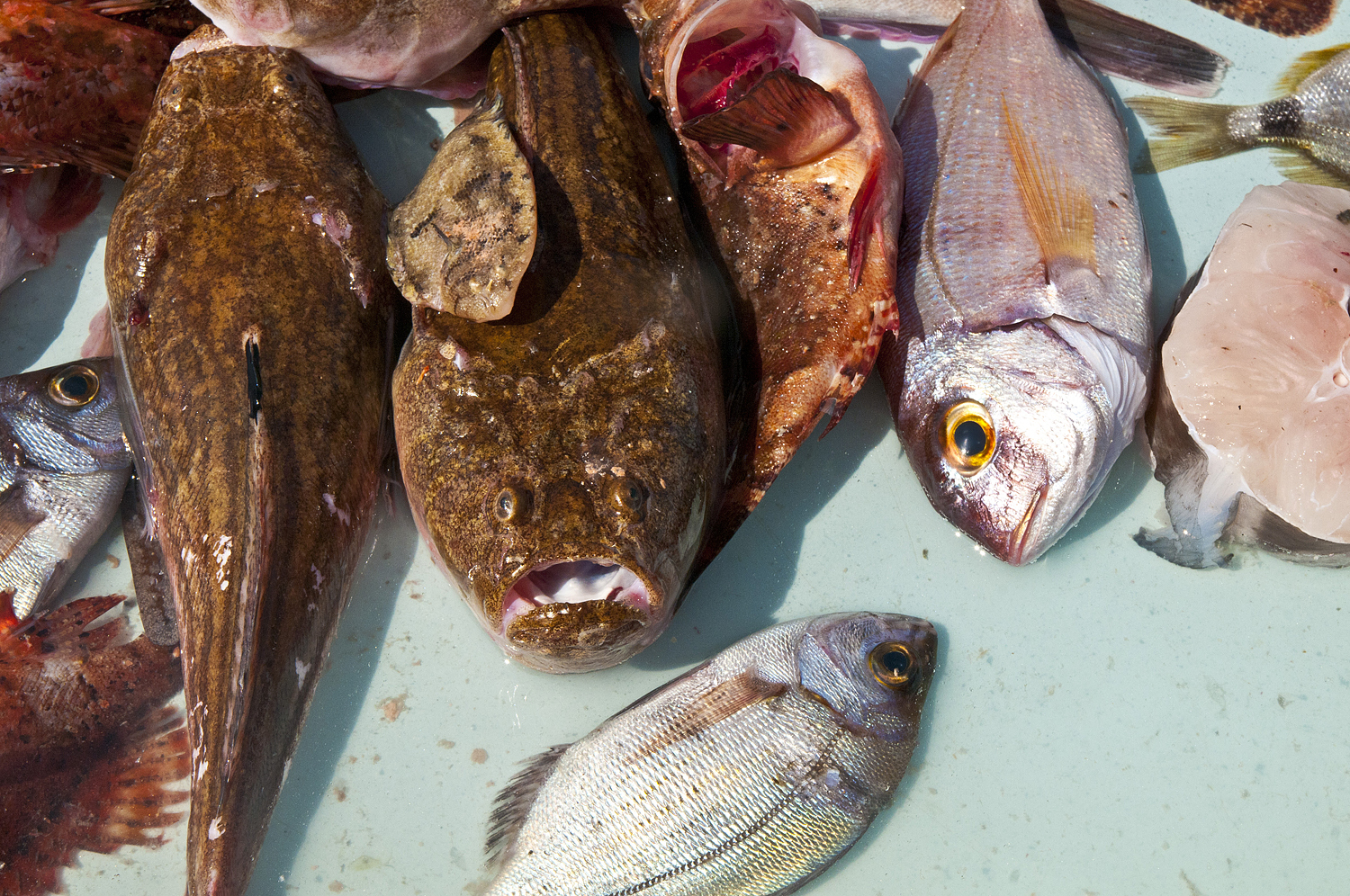 Marseille, France (part two) - My, France, Marseilles, City hall, A fish, Longpost, Market