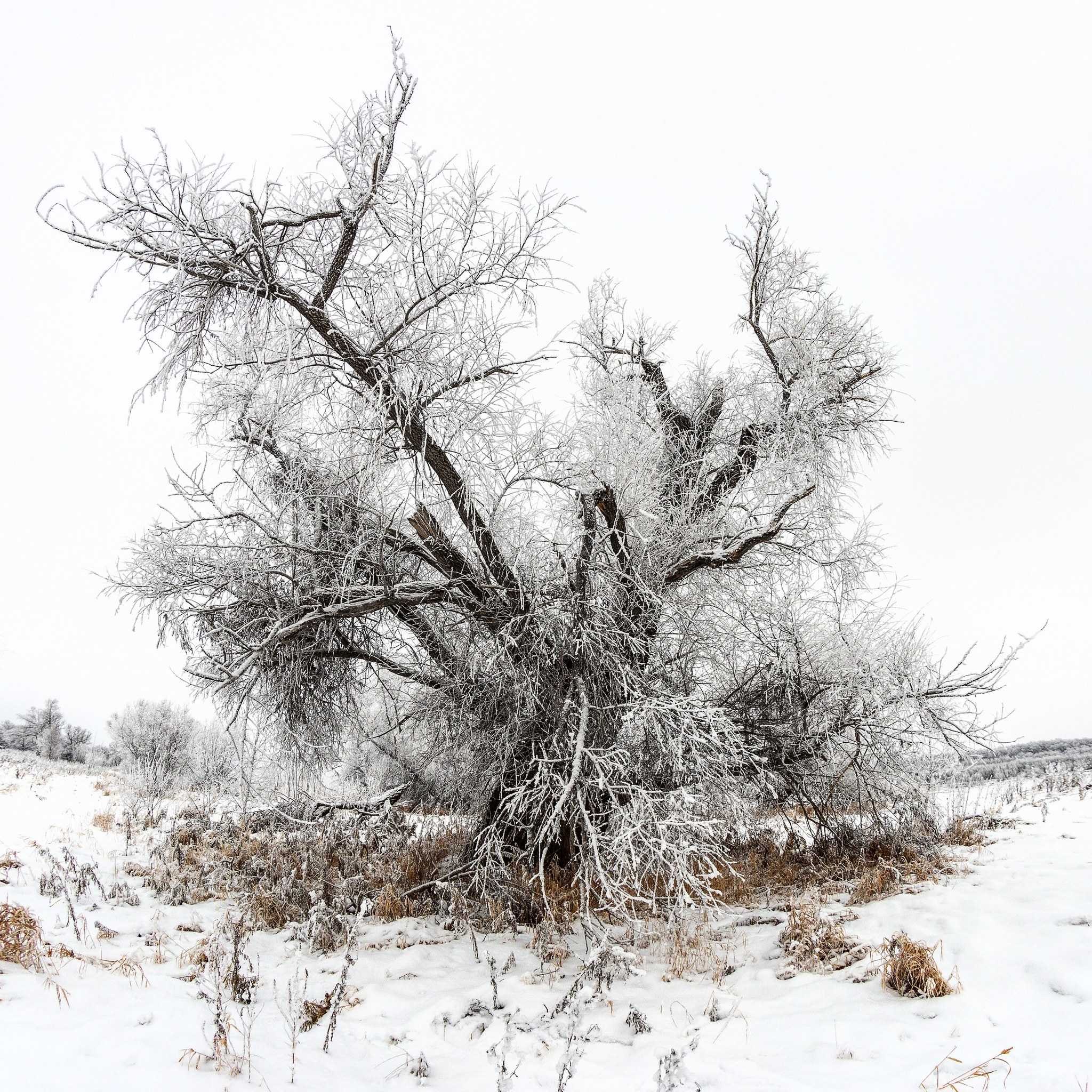 Broken but not broken - My, Tree, Winter, The photo, Beginning photographer, Canon 70d, Samyang