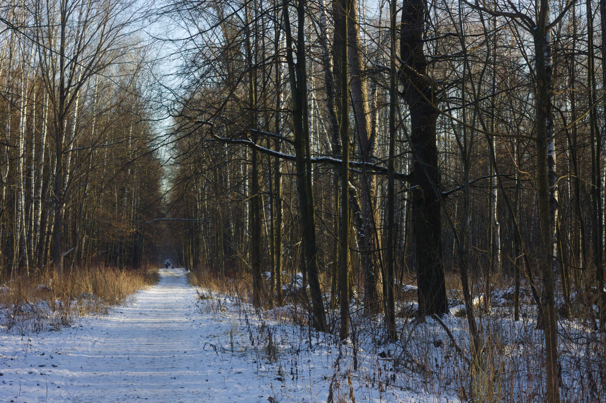 40 km of winter silence - My, A bike, PVD, Winter Bike, Winter, Moscow region, Video blog, Video, Longpost