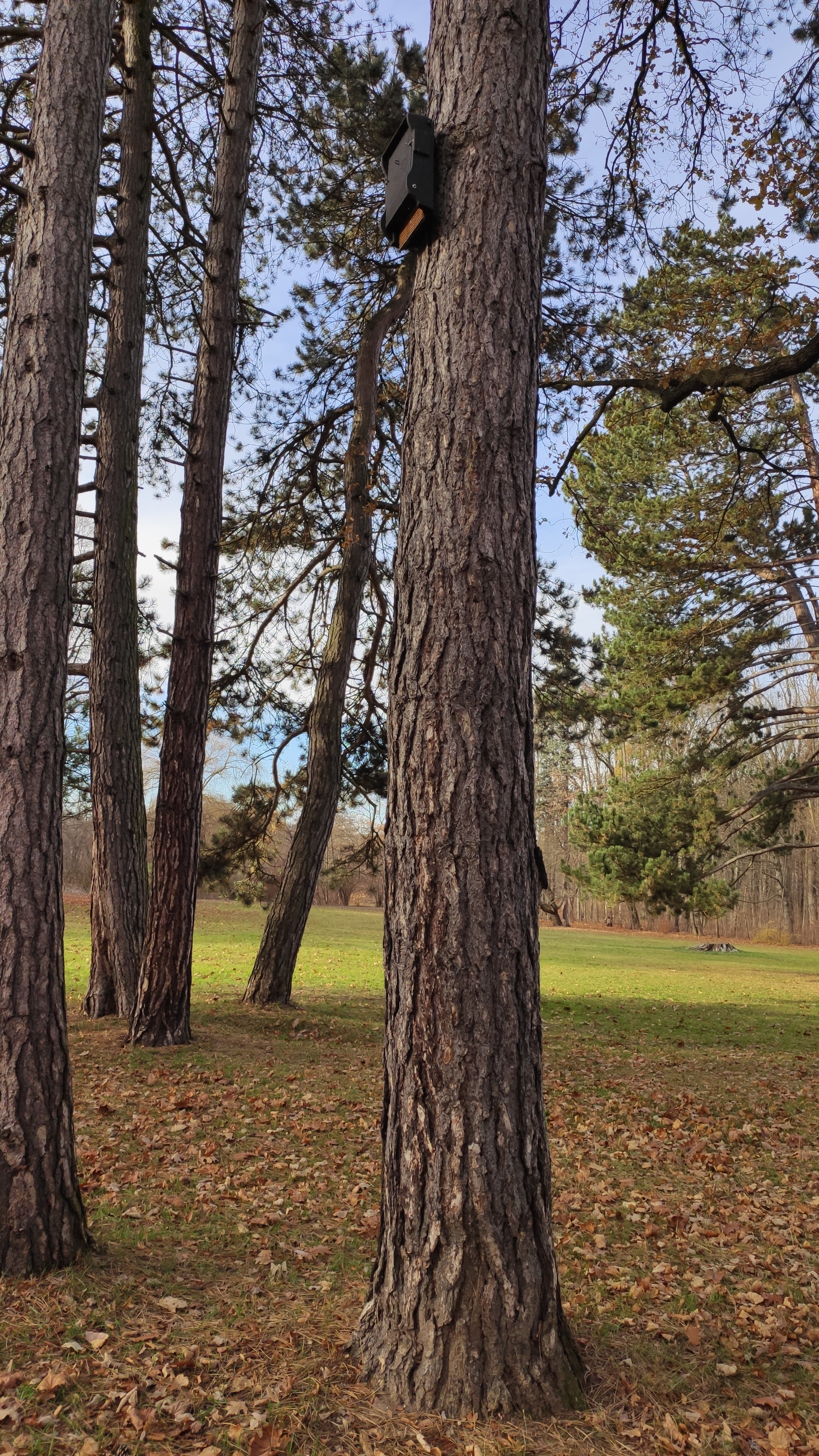 Not a birdhouse - My, The park, Birdhouse, bird house, Longpost