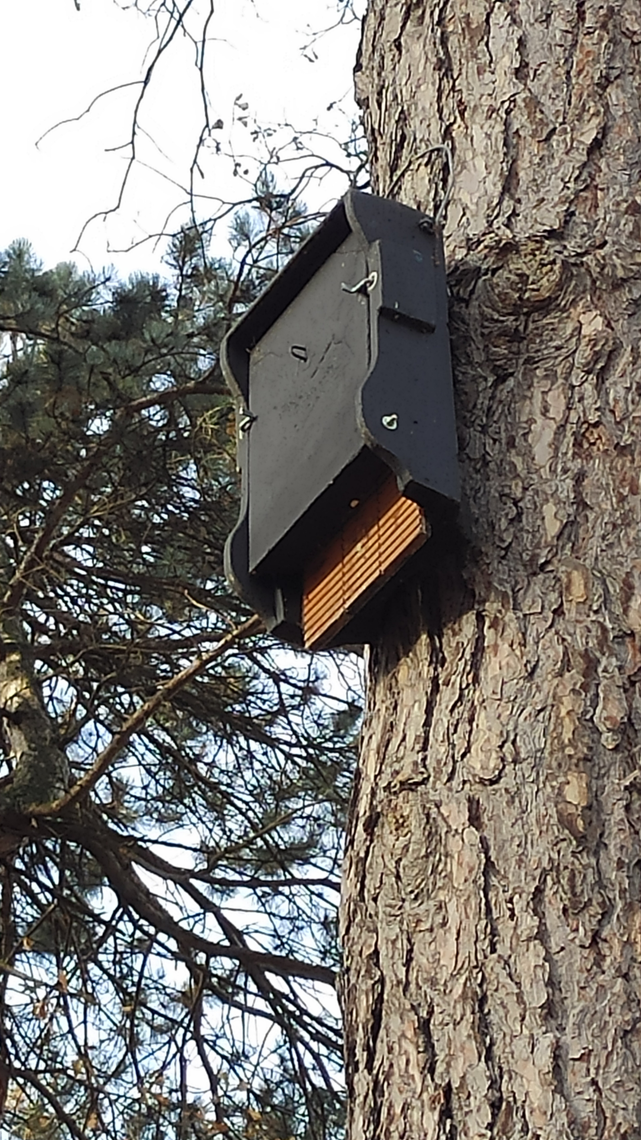 Not a birdhouse - My, The park, Birdhouse, bird house, Longpost