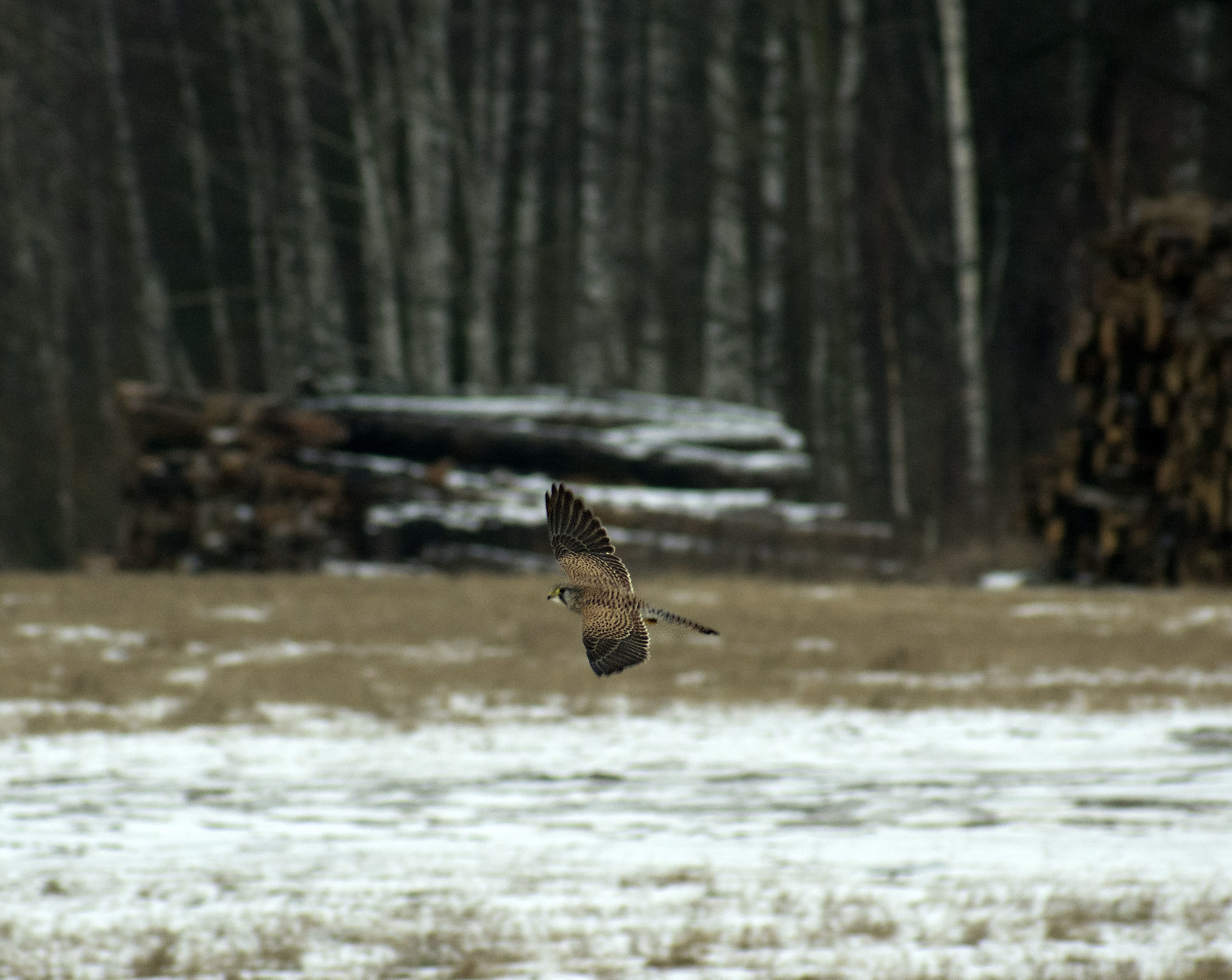 Pre-New Year birds - My, Winter, Ornithology, Birds, Nature, The nature of Russia, Schelkovo, Photo hunting, Video, Longpost