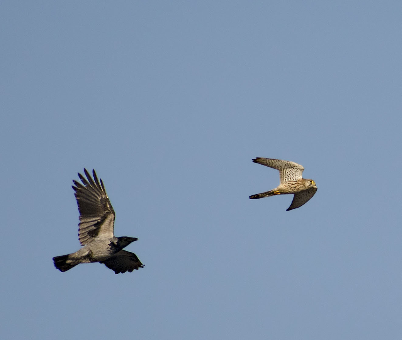 Pre-New Year birds - My, Winter, Ornithology, Birds, Nature, The nature of Russia, Schelkovo, Photo hunting, Video, Longpost