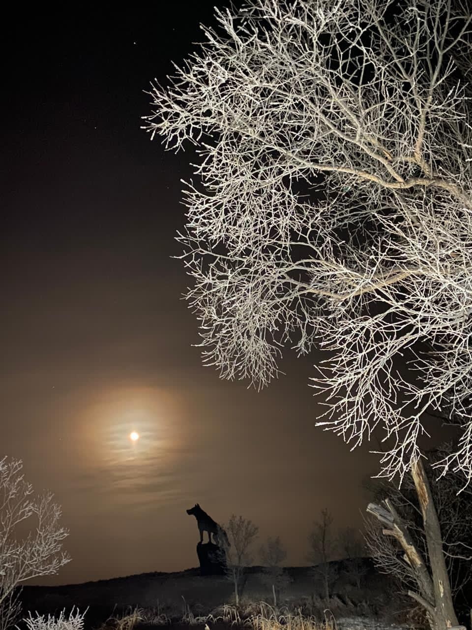 Ulytau sculpture of a wolf to be included in the Guinness Book of Records - Kazakhstan, Karaganda region, Wolf, Monument, Guinness Book of Records, Longpost