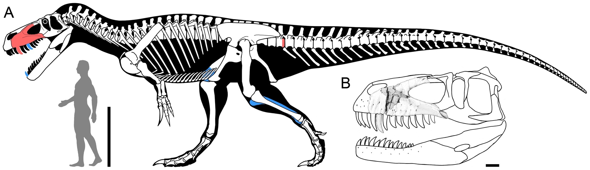 Torvosaurus (lat. Torvosaurus) - Paleontology, Prehistoric animals, Dinosaurs, Longpost