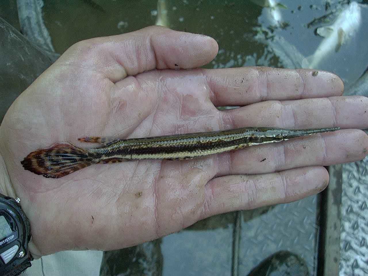 Platinum pike - an armored giant with teeth in two rows - My, Penza Oceanarium, A fish, Oceanarium, Mississippi shell, Longpost