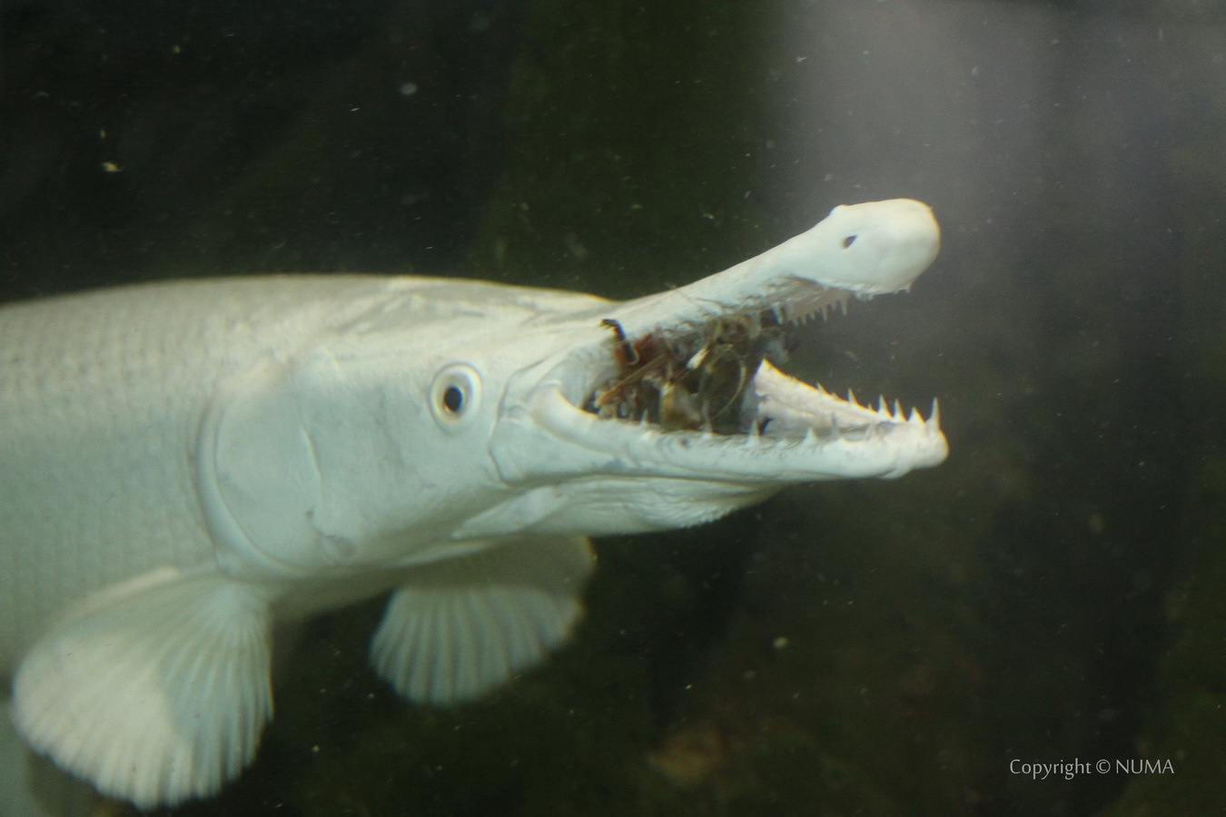 Platinum pike - an armored giant with teeth in two rows - My, Penza Oceanarium, A fish, Oceanarium, Mississippi shell, Longpost