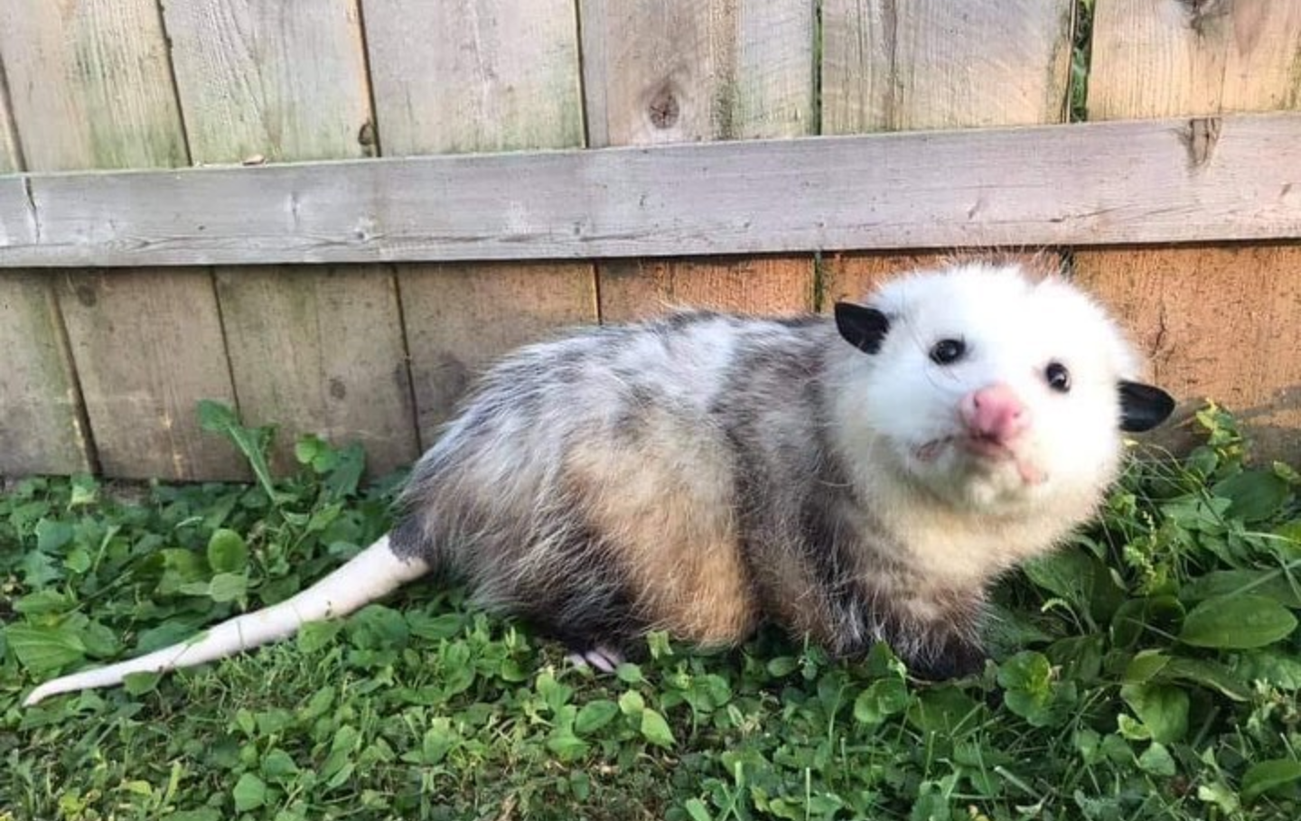 Look how important Vitek is - Opossum, Muzzle