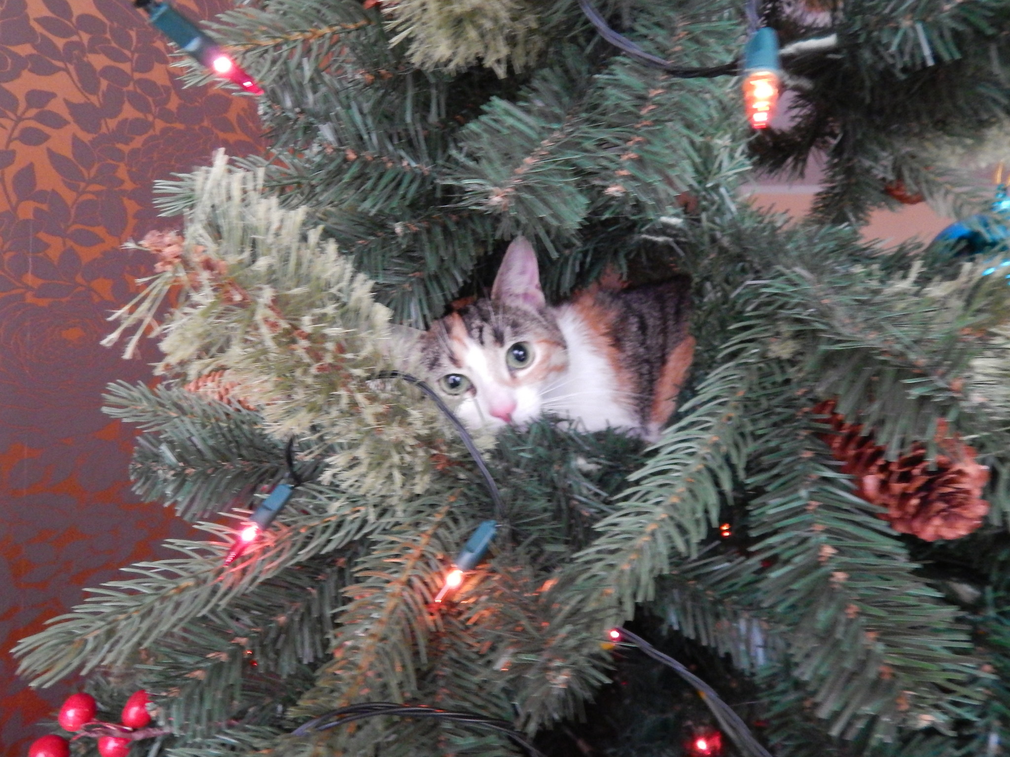 Either a squirrel or a cat - Christmas trees, New Year, Longpost, cat, Tricolor cat