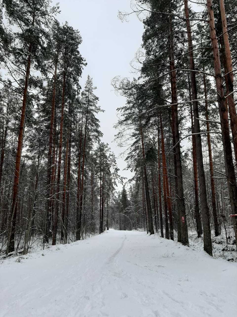 Exploring the Leningrad Region. Heppoyarvi trail - My, Run, Hike, Health Trail, Longpost