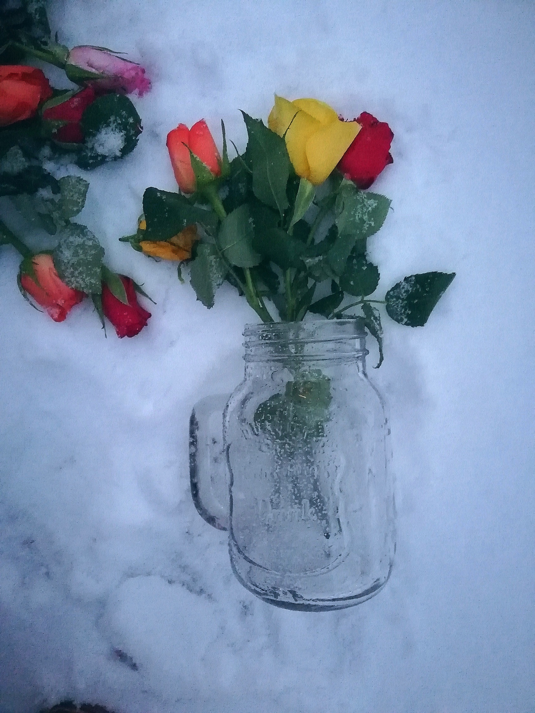 Winter ice living rose - My, the Rose, Snow, Snowfall, Winter, The photo, Mobile photography, Winter Garden, freezing, Cold, Mainly cloudy, Bad weather, Petals, Evening, Night, Longpost