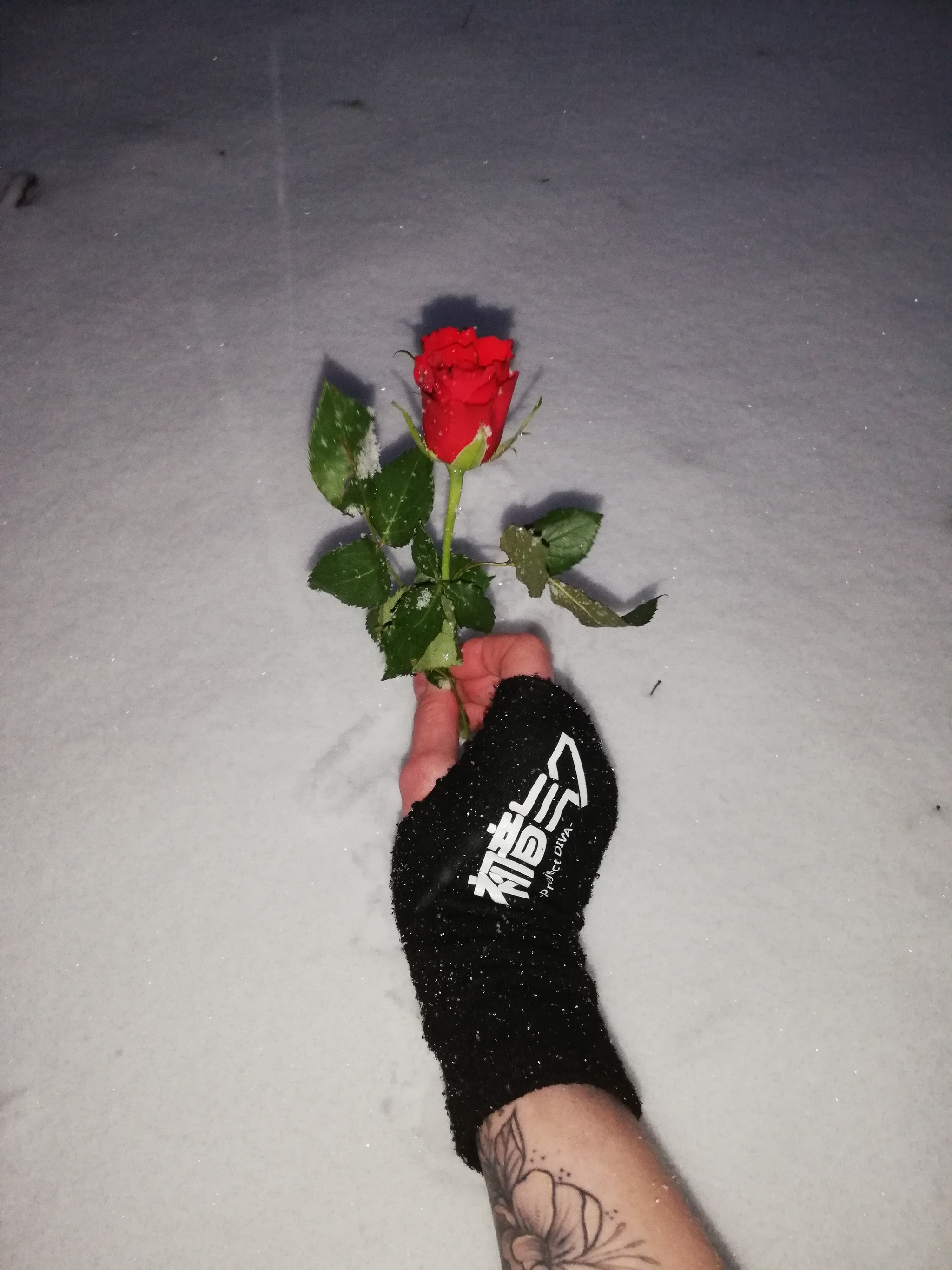 Winter ice living rose - My, the Rose, Snow, Snowfall, Winter, The photo, Mobile photography, Winter Garden, freezing, Cold, Mainly cloudy, Bad weather, Petals, Evening, Night, Longpost