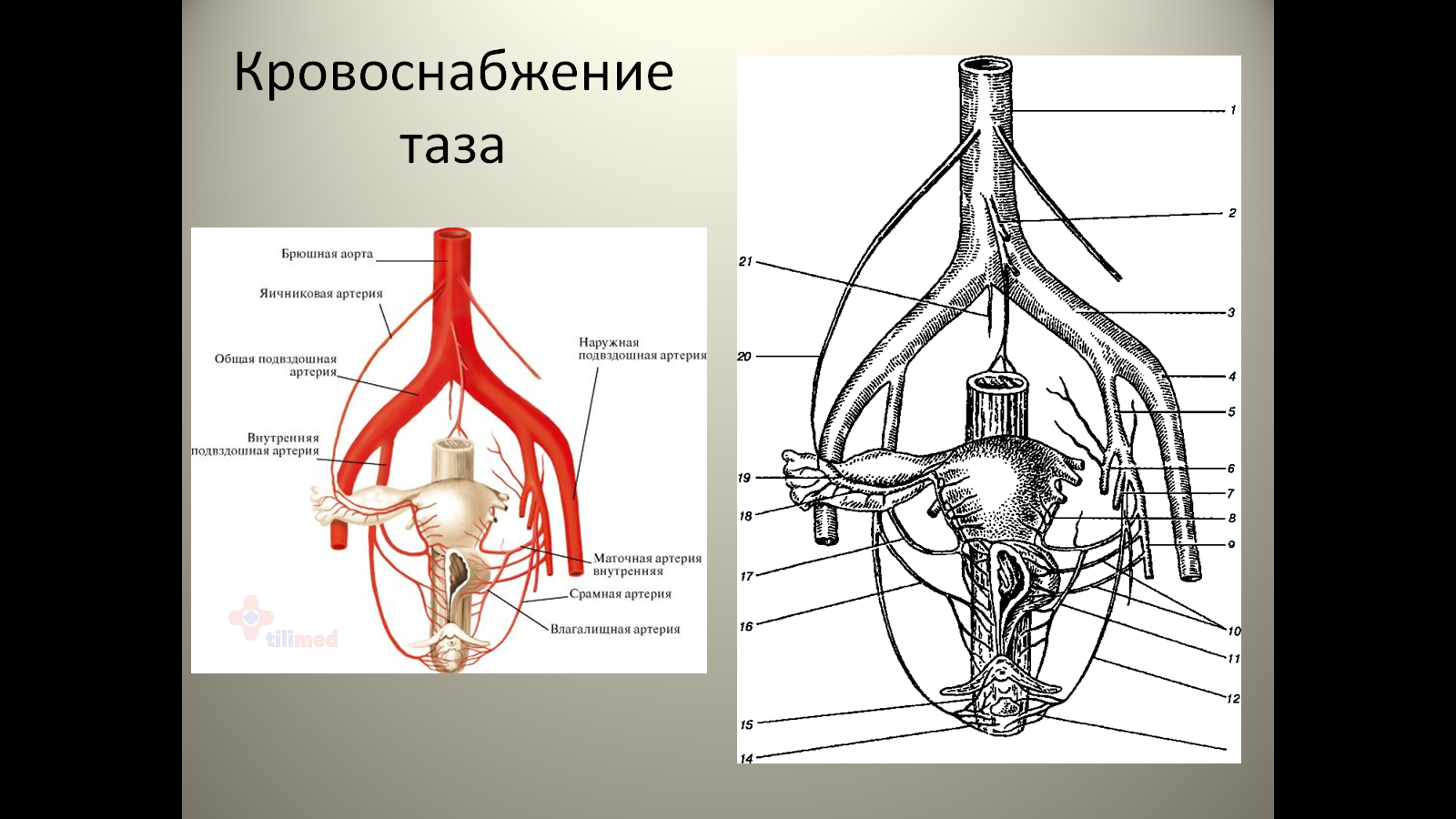 Аномалии плацентации. Часть 1. Немного о нормальной физиологии  кровообращения органов таза | Пикабу