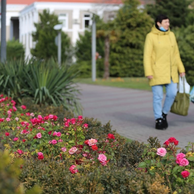 Roses bloom all year round in Gelendzhik - Gelendzhik, Black Sea, Краснодарский Край, South of Russia, Longpost