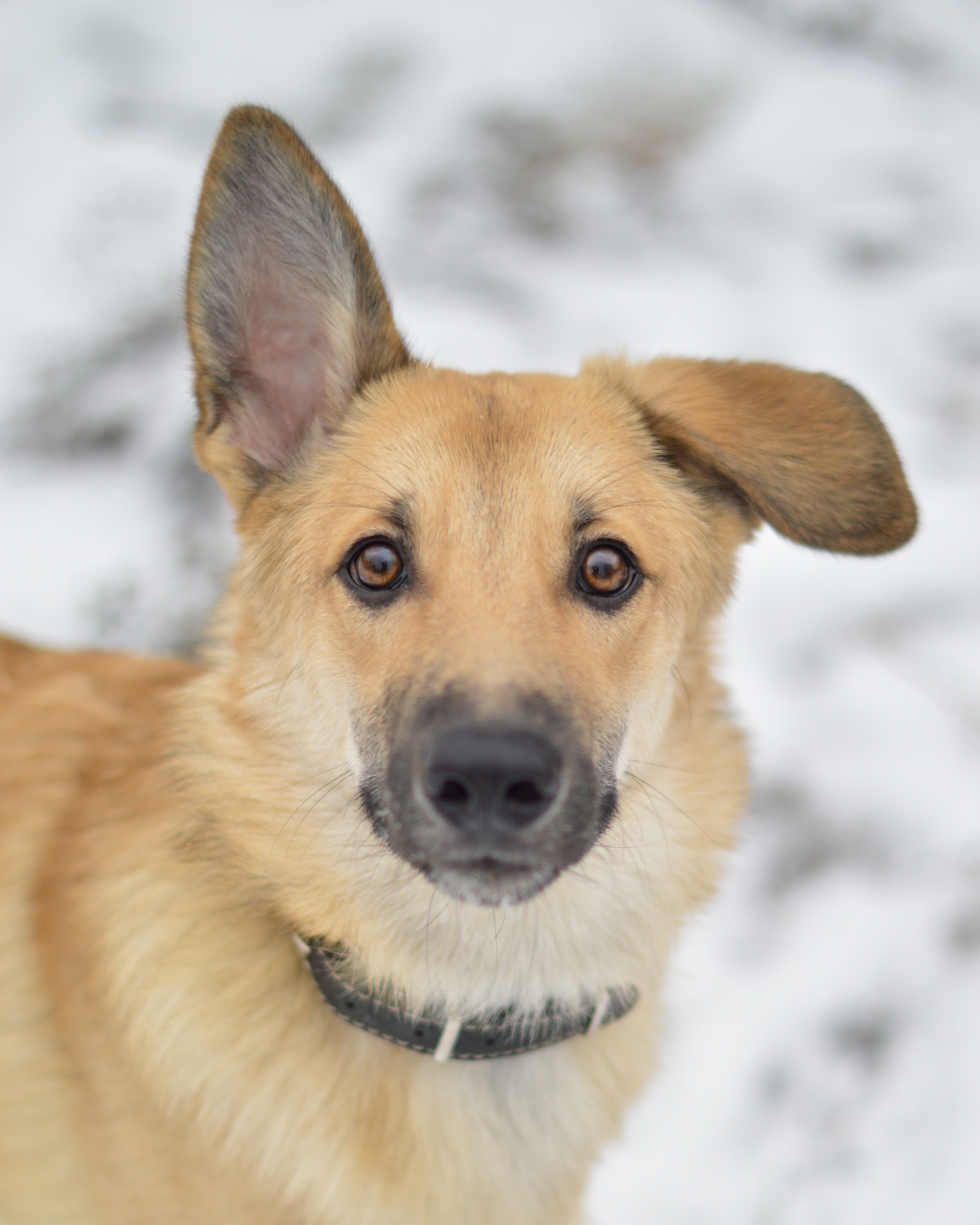 Hooligan boy looking for a home - My, Dog, In good hands, Moscow, Puppies, No rating, Shelter, Longpost, Moscow region