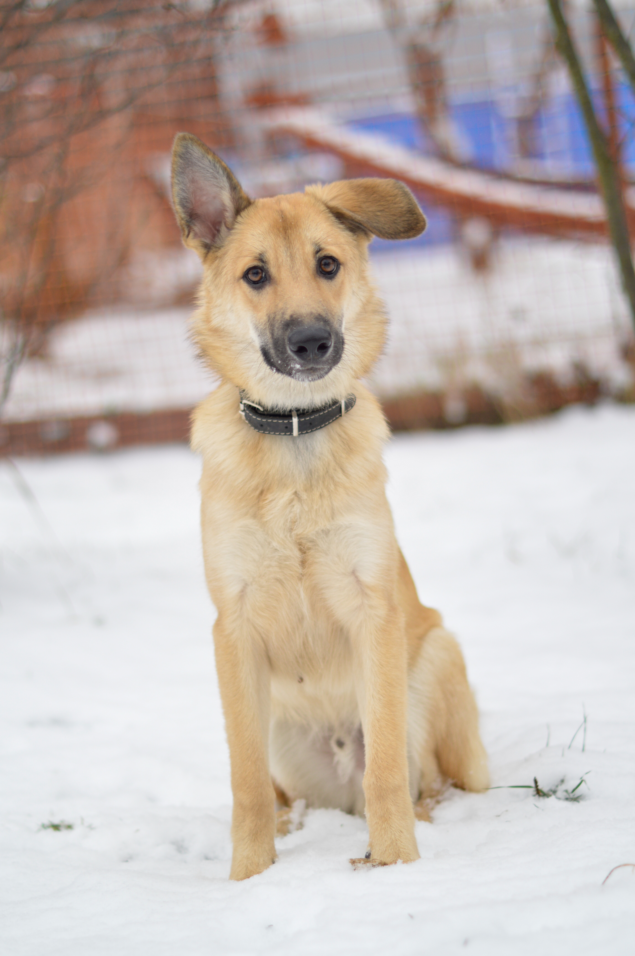 Hooligan boy looking for a home - My, Dog, In good hands, Moscow, Puppies, No rating, Shelter, Longpost, Moscow region