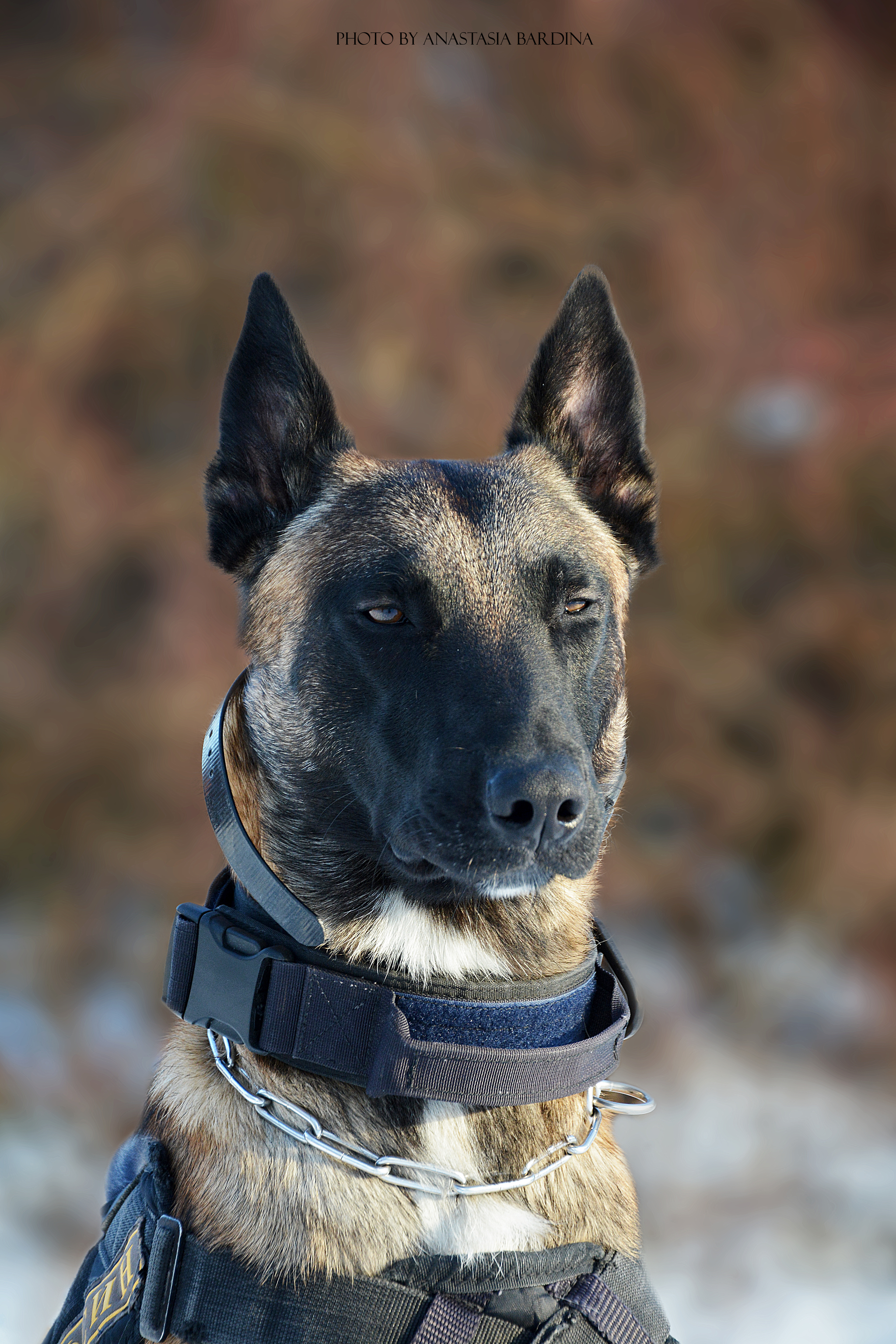 A look at the outgoing 2020 - My, Malinois, Belgian shepherd, Dog