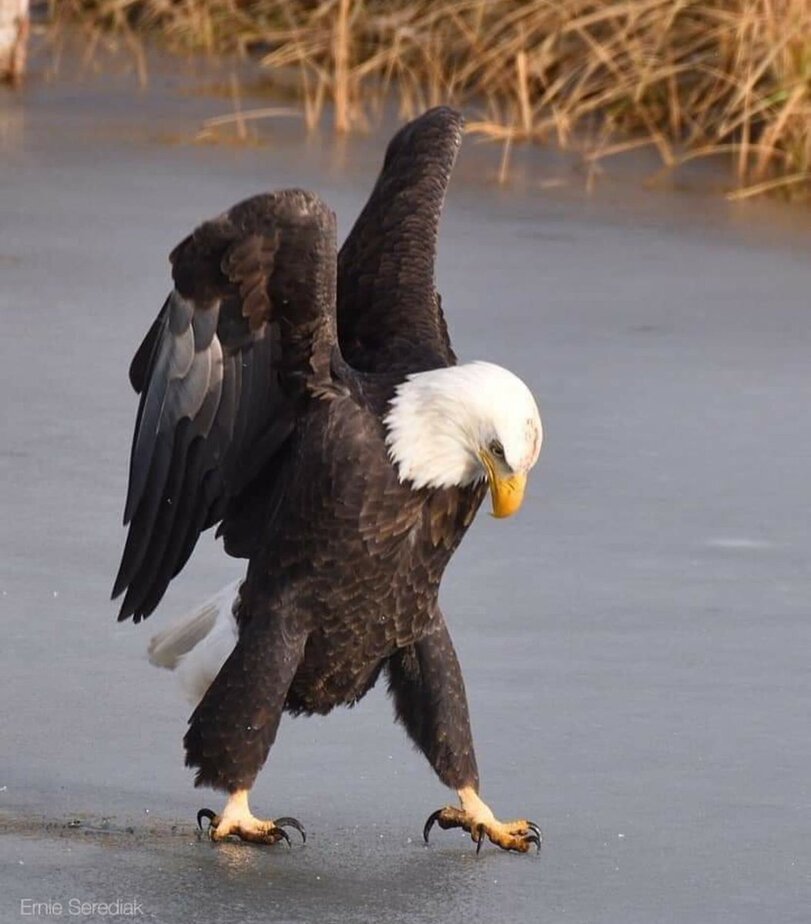 Shipovka - Birds, Ice, Bald eagle