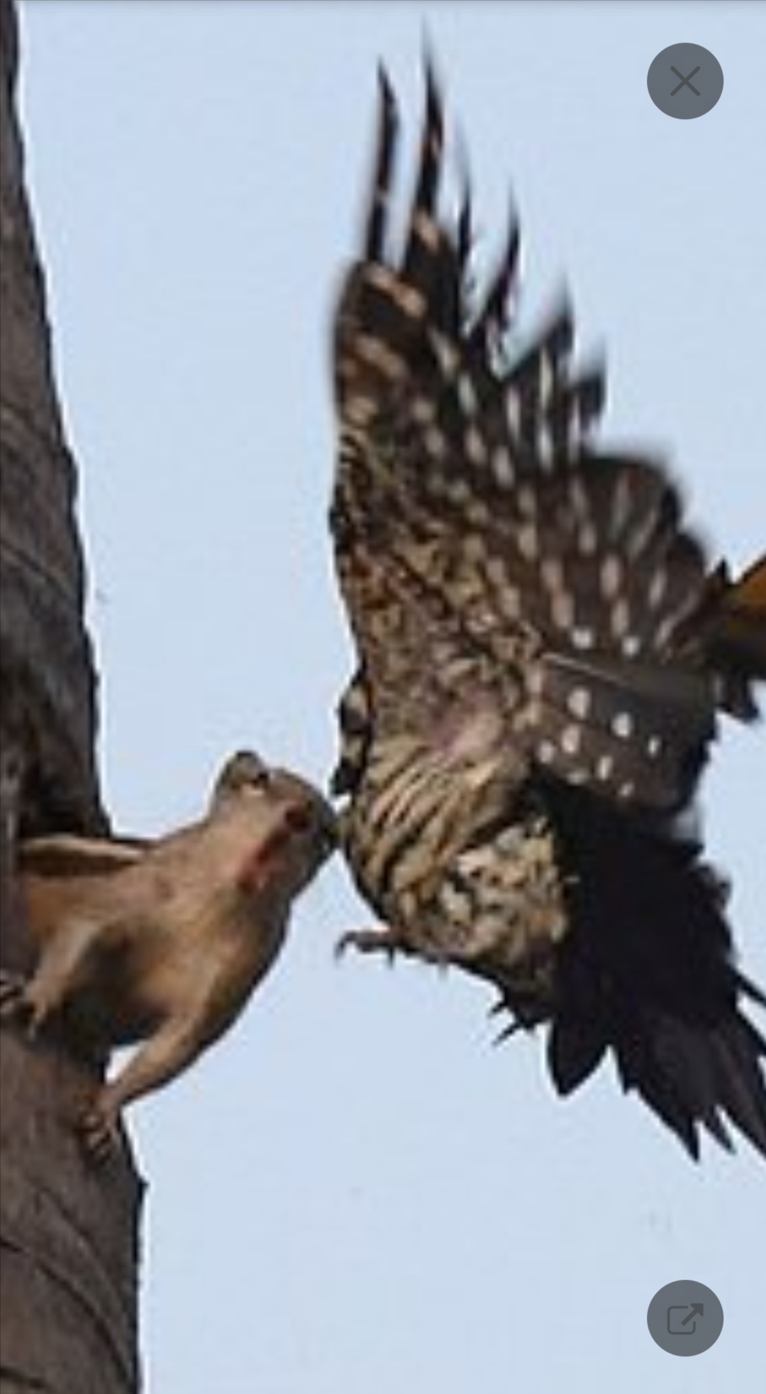 Reply to the post about the squirrel and woodpecker - Troubled neighbors, Humor, Drama, Animals, Longpost, Squirrel, Palm squirrel, Birds, Woodpeckers