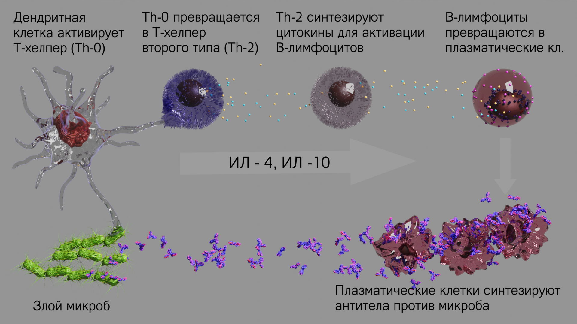 Our internal troops: interleukins again - My, Immunity, Immunology, Video, Longpost