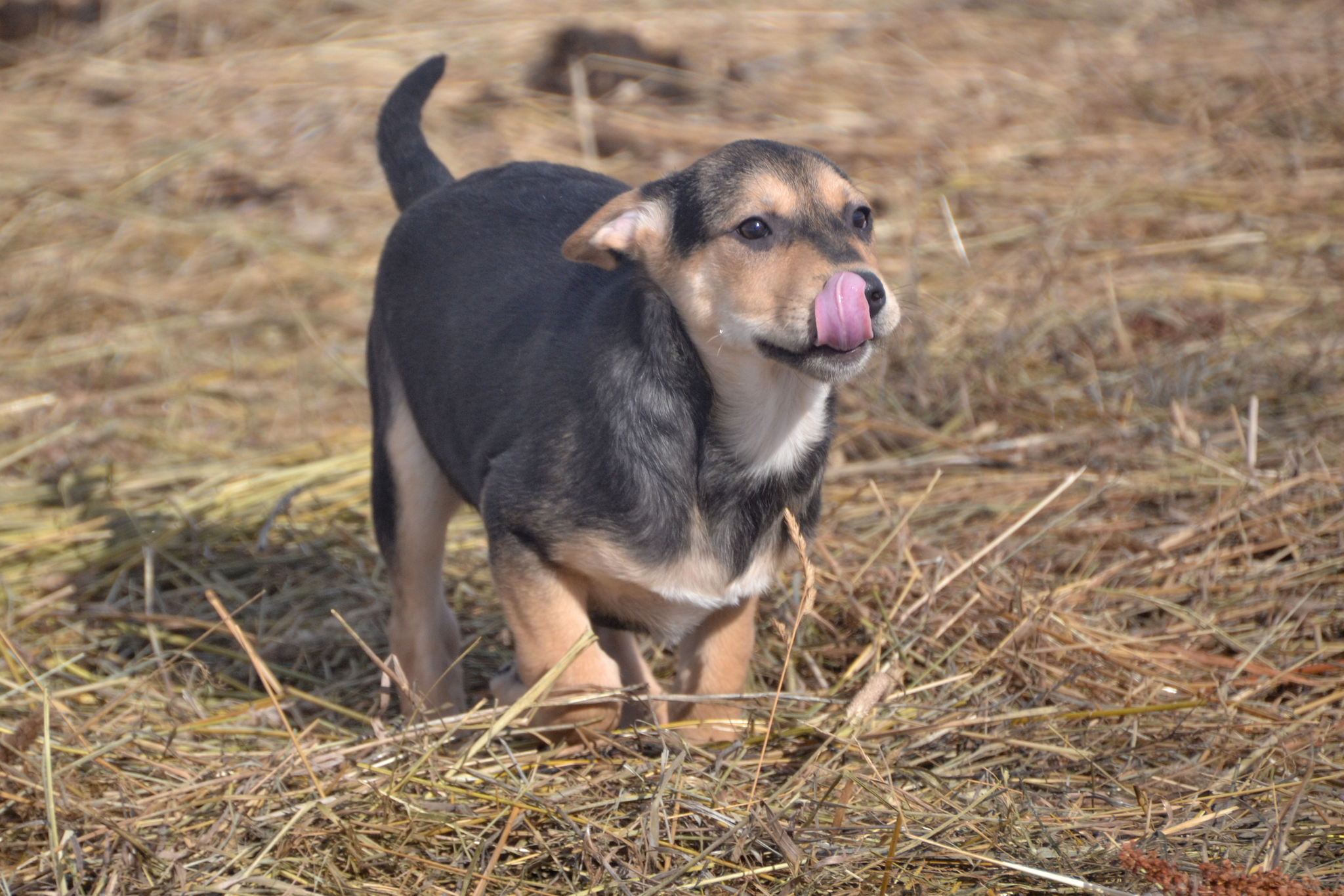 Tim. Stories about dogs from foster care - My, Dog, Puppies, Moscow region, Shatura, Overexposure, Longpost, Photostory