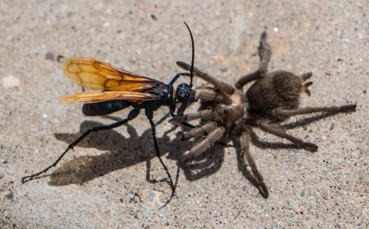 Hawk Wasp: Tarantula Killer. An elegant killer with an extremely painful bite - Wasp, Insects, Yandex Zen, Animals, Longpost