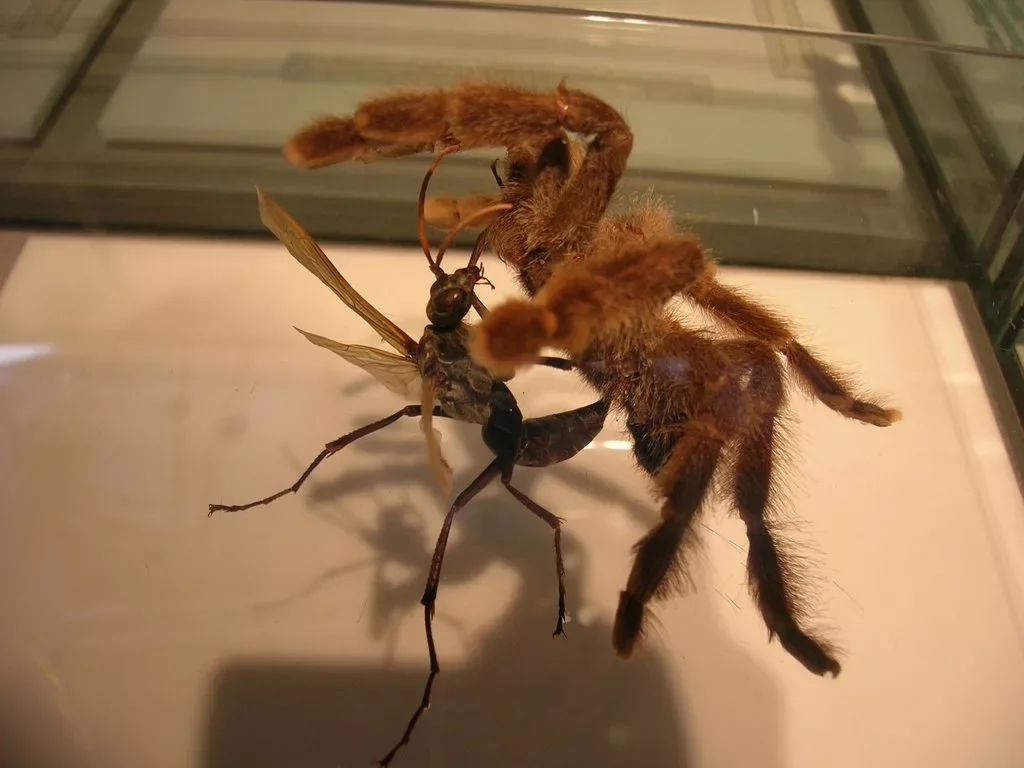 Hawk Wasp: Tarantula Killer. An elegant killer with an extremely painful bite - Wasp, Insects, Yandex Zen, Animals, Longpost