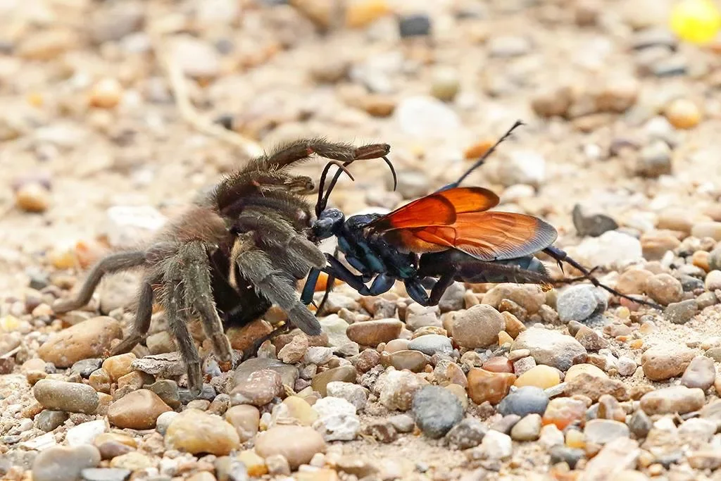 Hawk Wasp: Tarantula Killer. An elegant killer with an extremely painful bite - Wasp, Insects, Yandex Zen, Animals, Longpost