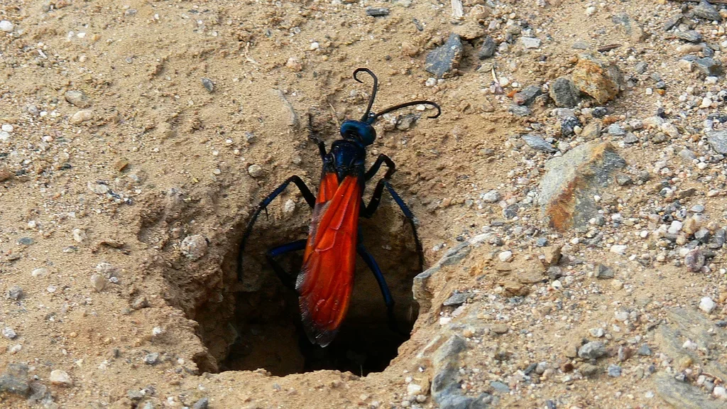 Hawk Wasp: Tarantula Killer. An elegant killer with an extremely painful bite - Wasp, Insects, Yandex Zen, Animals, Longpost