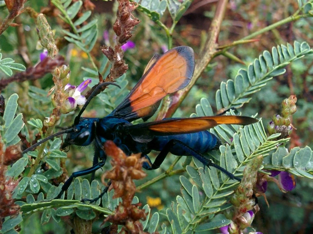 Hawk Wasp: Tarantula Killer. An elegant killer with an extremely painful bite - Wasp, Insects, Yandex Zen, Animals, Longpost